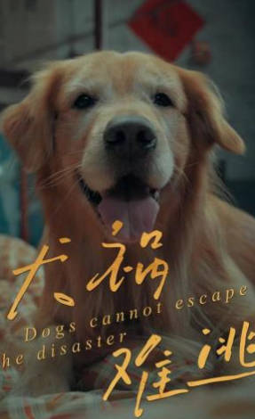 犬祸难逃